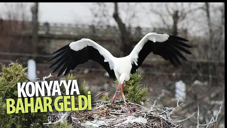 Konya'ya bahar geldi: Ardıç ağaçlarının üzerindeki yuvalar leyleklerle şenlendi!