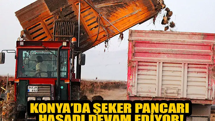 Konya'da 1 milyon dekar alanda şeker pancarı hasadı devam ediyor