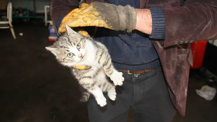 Konya'da aracın motor kısmına sıkışan kedi kurtarıldı