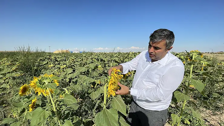 Konya'da ayçiçeğinde bu yıl yüksek verim bekleniyor