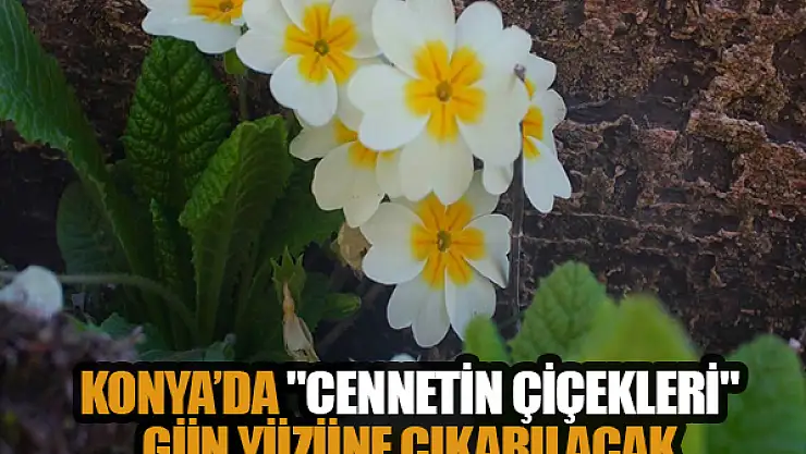 Konya'da 'Cennetin Çiçekleri' gün yüzüne çıkarılacak