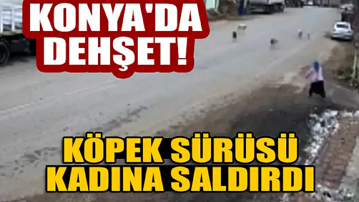 Konya'da dehşet!  Köpek sürüsü kadına saldırdı