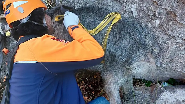  Konya'da mahsur kalan 23 keçi 2 gün sonra kurtarıldı
