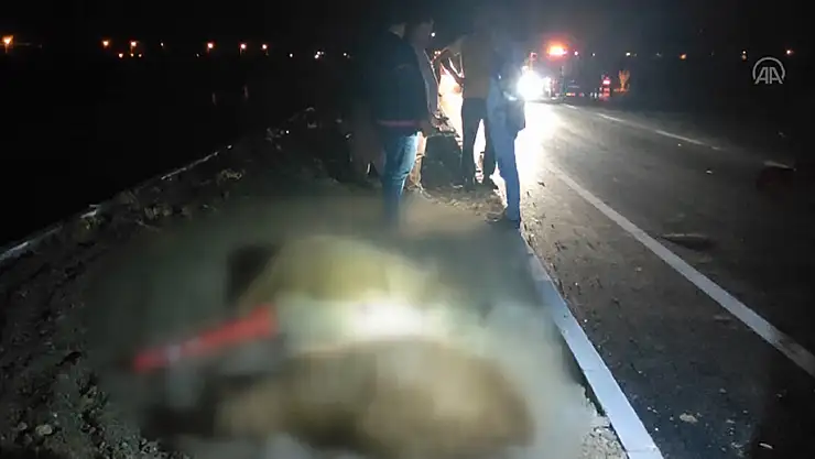 Konya'da otomobil koyun sürüsüne daldı! 8 koyun telef oldu