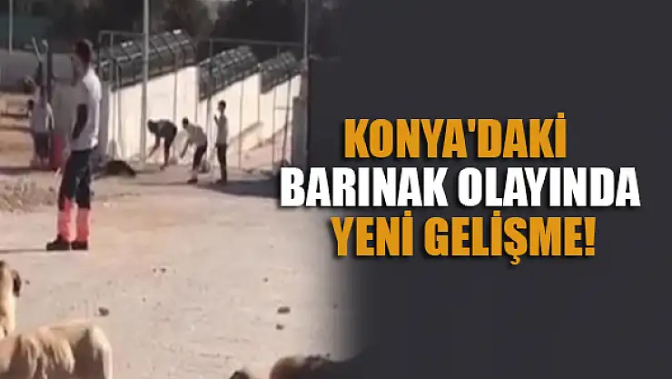 Konya'daki barınak olayında yeni gelişme!
