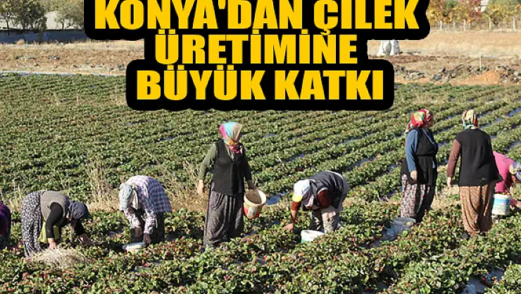 Konya'dan çilek üretimine büyük katkı