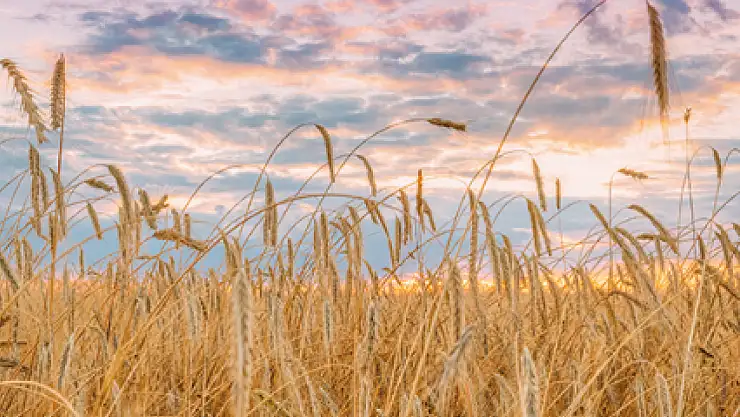 Konyalı çiftçilere önemli uyarı: Son başvuru 9 Mayıs!