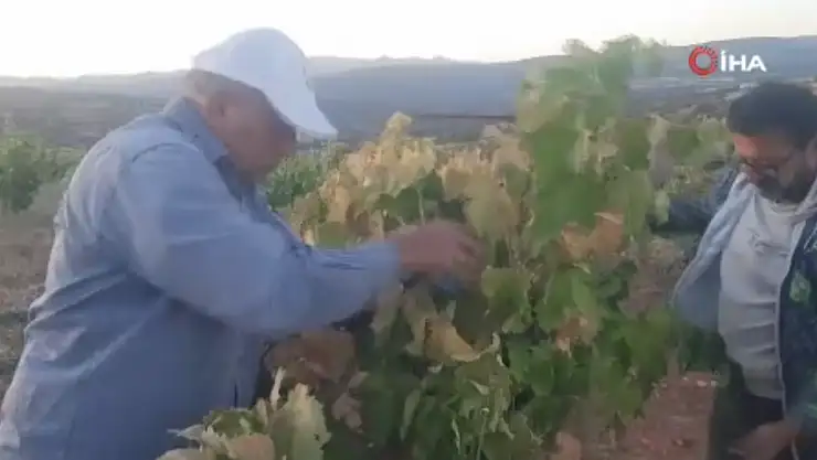 Konyalı çiftçinin emek mücadelesi: Bağı satmamak için direniyor!