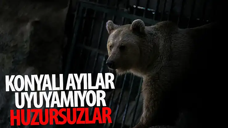 Konyalı kardeş ayılar 'Efe' ile 'Ege' kış uykusuna yatamıyor