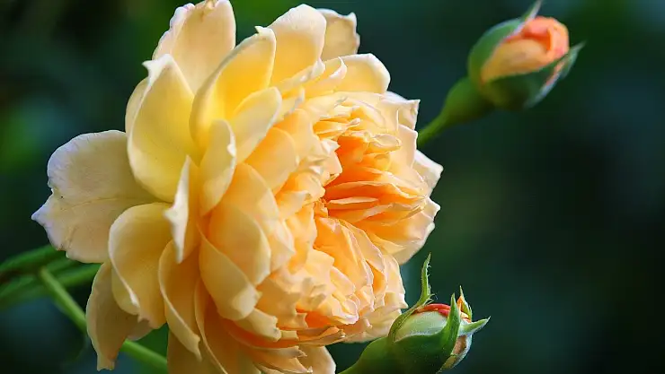 Konyalı Öğretmen Camilere Gül Suyu Sıkmaya Başladı!