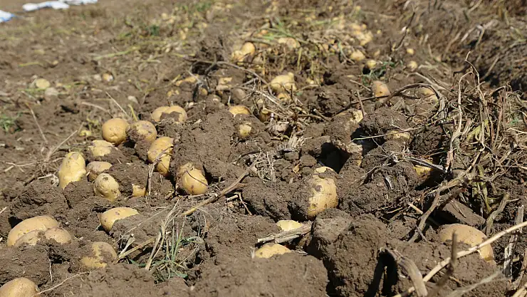 Konyalı üretici ortaklarına müjde: Ödemeler başlıyor!