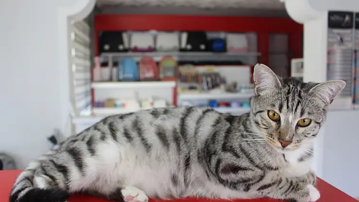 Konyalı veteriner hekimi uyarıyor: Fazla stres hayvanların sonunu getirebilir