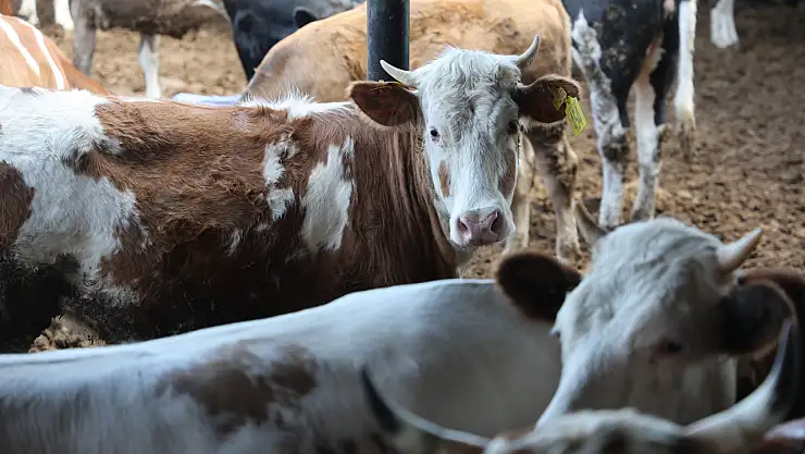 Konyalılar büyükbaş hayvan tercih ediyor