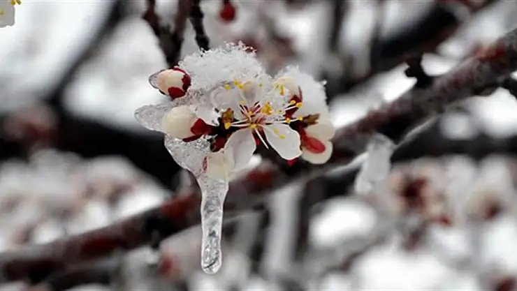Konyalılar dikkat! Ani soğuk hava ve zirai don tehlikesi kapıda!