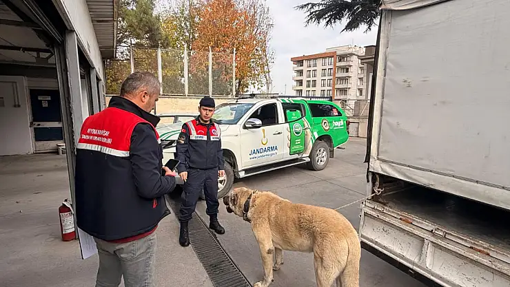 Köpek dövüştüren 12 şüpheli yakalandı