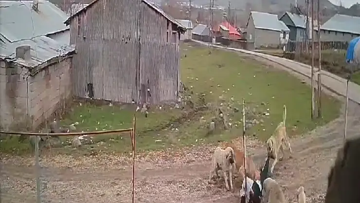 Köpeklerin saldırdığı yaşlı kadın tedavi ediliyor!