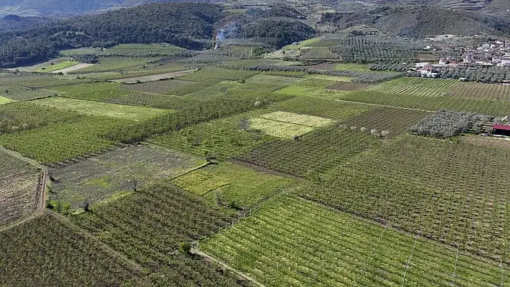 Korkulan oldu! Konya tarımını don vurdu!