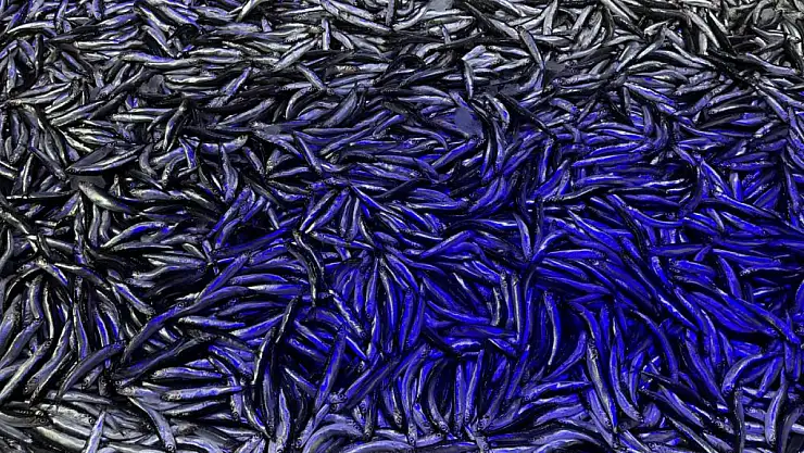 Kötü hava, hamsinin kilosunu 60 liraya çıkardı