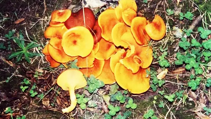 'Köygöçüren' mantarına dikkat