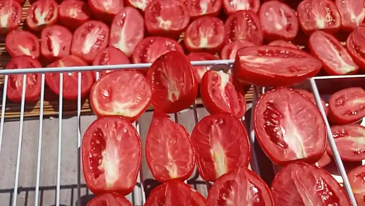 Köylüler uyguluyor. Kurutmalık domateslerinin kararıyorsa bu yöntemle kararmayacak…