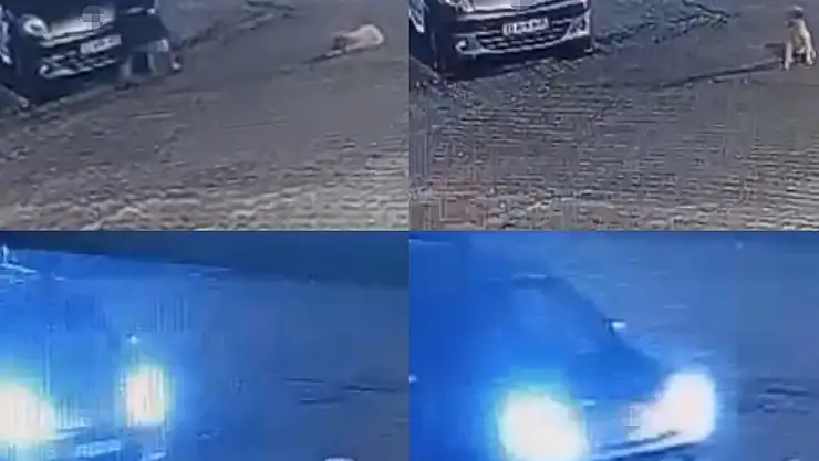 Küçük köpeği görmedi! Sonu felaketle sonuçlandı...