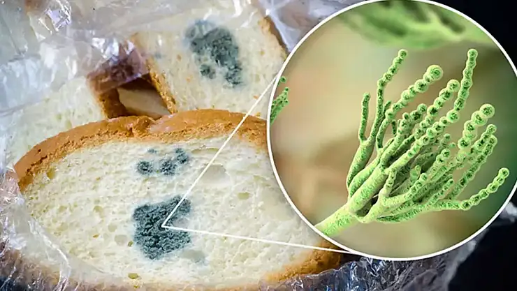 Küflenmiş gıdaların sağlık üzerindeki tehlikeleri: Ne yapmalı, ne yapmamalı?