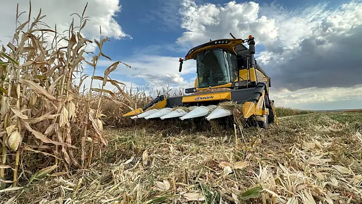 Kulu'da mısır hasadı başladı!