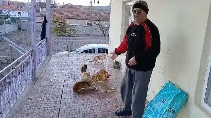 Kulu'daki 25 kediye sahip çıkan eski muhtar, belediyeden yardım bekliyor