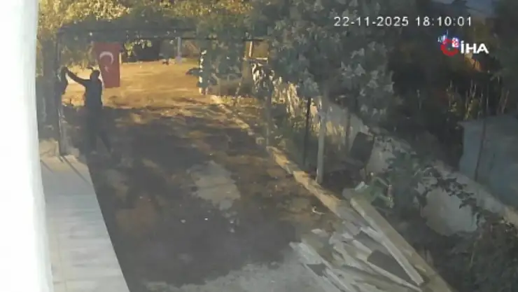 Kümesi 4 dakikada boşaltıp gitti: Mavi yumurtlayan tavuklar çalındı