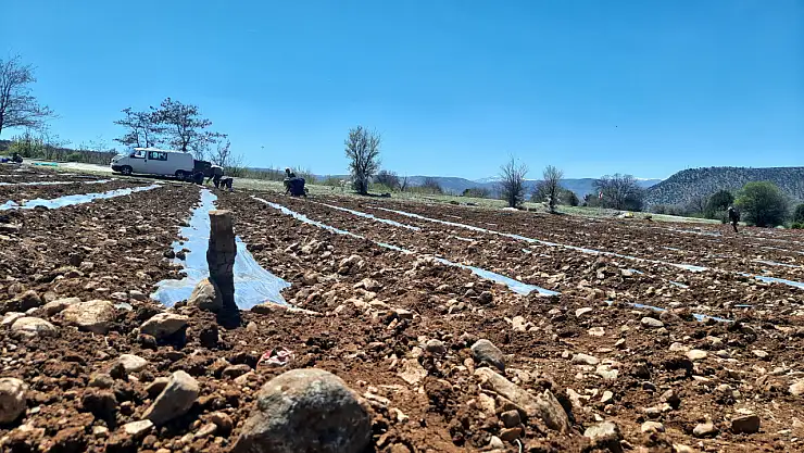 Kuraklığa dayanıklı karpuz fidesi dikildi