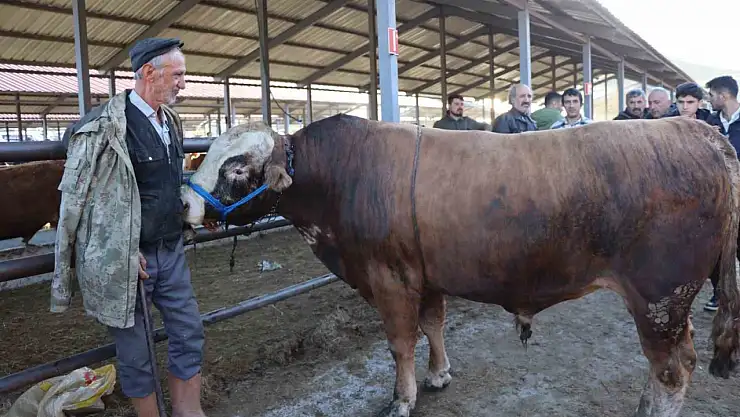 Kurban Bayramı öncesi hayvan pazarlarında hareketlilik başladı