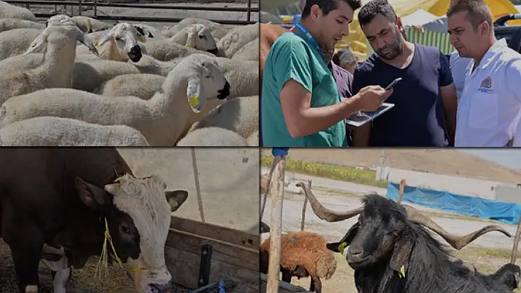 Kurban bayramında kaç kurban kesildi? İşte rakamlar