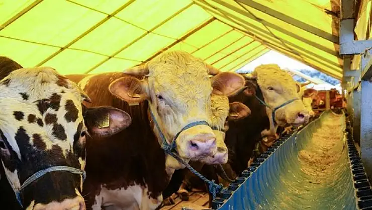 Kurban kesimi öncesi hayati uyarı