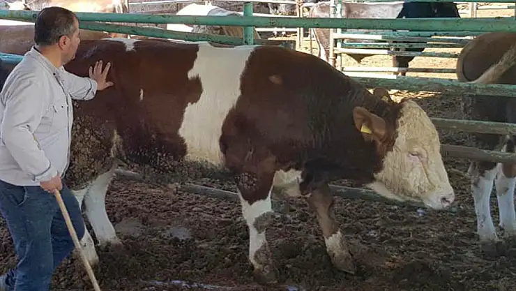 Kurbanlık 'Duman' fiyatıyla cep yakıyor. Alıcısını bekliyor