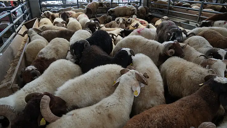 Kurbanlıklar alıcı bulamayınca satışlarda düşüş oldu!