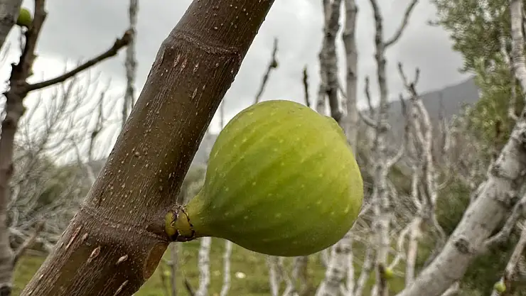 Küresel ısınma, incir ağaçlarını da şaşırttı