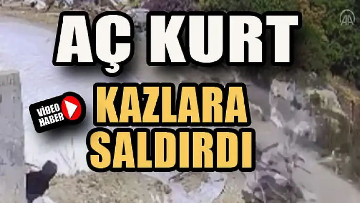 Kurt, kazlara böyle saldırdı...