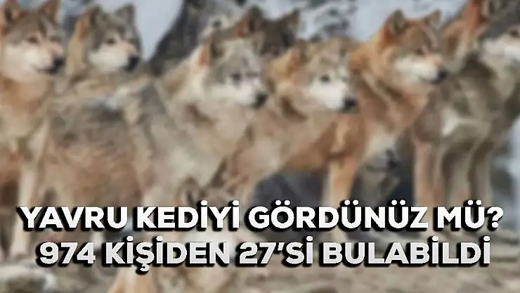 Kurtların içindeki kediyi  gördünüz mü? Optik illüzyon testi! 974 kişiden 27'si bulabildi