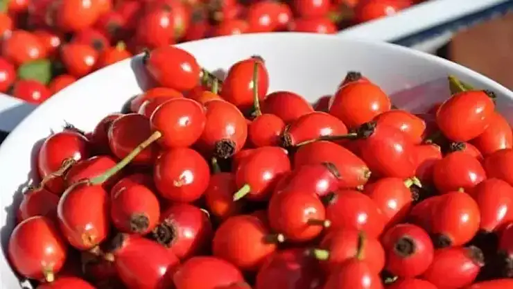 Kuş burnunun faydaları nedir? Kuşburnu öksürüğe faydası nedir?