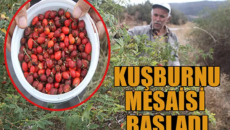 Kuşburnu mesaisi başladı
