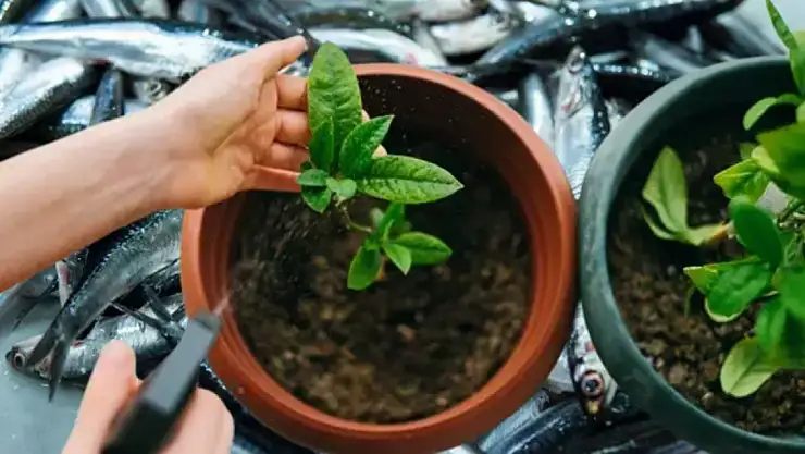 Küsmüş bitkilerinizi orman gibi yapan püf noktalar!