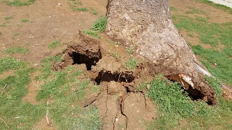 Kuvvetli rüzgar yarım asırlık ağacı devirdi