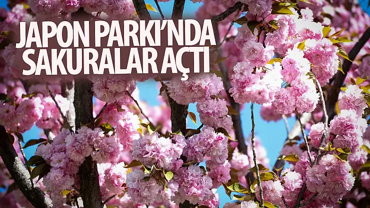 Kyoto Japon Parkı'nda Sakuralar'lar çiçek açtı