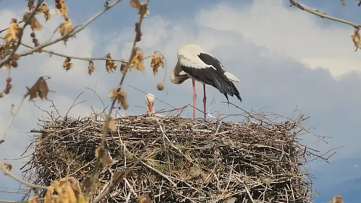 Leylekler yuvalarına döndü