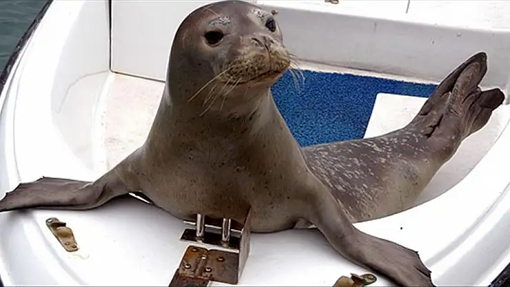 Limanda görülen hayvan vatandaşları büyüledi