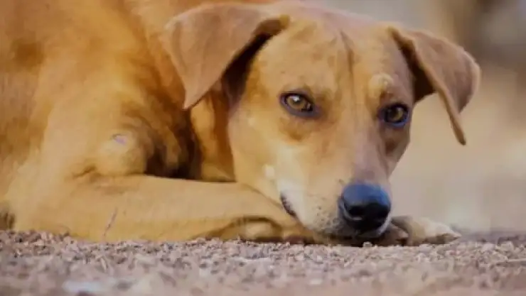 Maden :Uyutmak çözüm değil