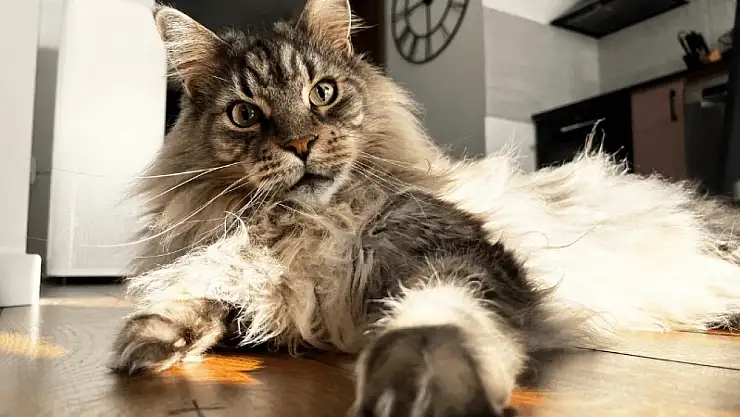 Maine Coon: Dost canlısı devlerin dünyasına giriş