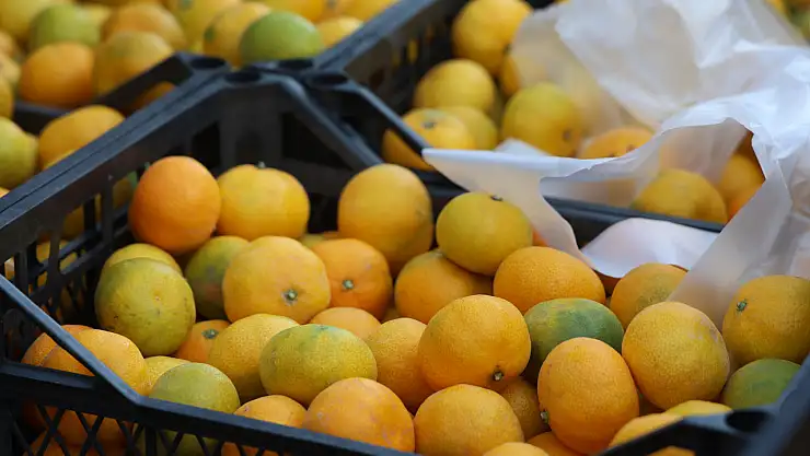 Marketlerde 30 TL, tarlada 2 TL: Mandalina fiyatlarında uçurum büyüyor