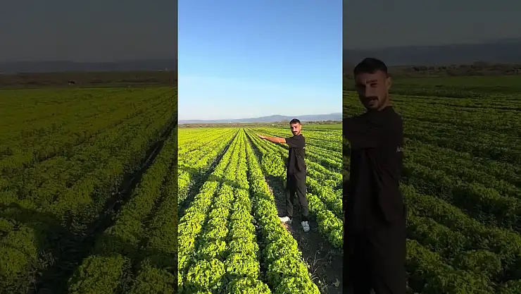 Marul fiyatı 2 liraya düşünce üretici tepkisini videoyla gösterdi: Satarsam şerefsizim
