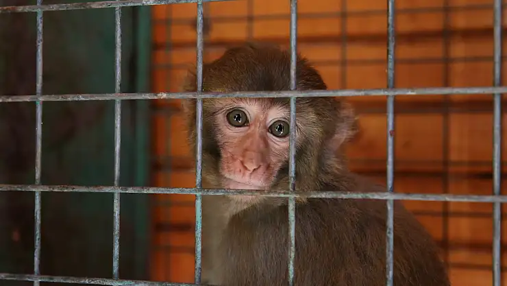 Maymuna kötü muamelede bulunan kişi hakkında işlem başlatıldı
